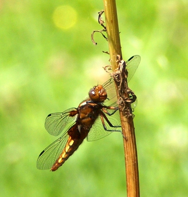 Libellula depressa